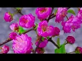 Relaxing Sleep Music: Deep Meditation Music,  Bird sounds ,  "Soothing Sounds of Nature" Tim Janis