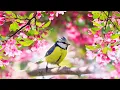 Download Lagu Relaxing Sleep Music: Deep Meditation Music,  Bird sounds ,  \