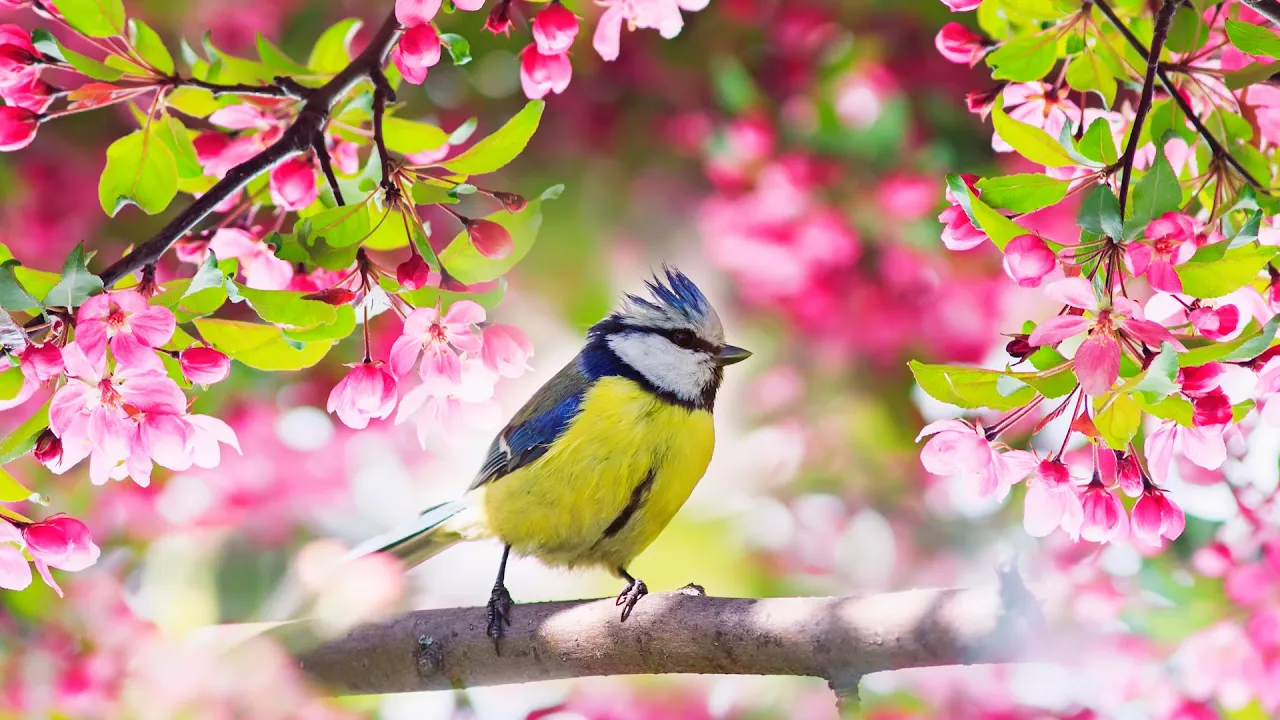Relaxing Sleep Music: Deep Meditation Music, Bird sounds , "Soothing Sounds of Nature" Tim Janis Relaxing Sleep Music: Deep Meditation Music, Bird sounds , "Soothing Sounds of Nature" Tim Janis