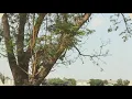The Dairy - ณฐพล ศรีจอมขวัญ Feat.นะ Polycat (original version. )