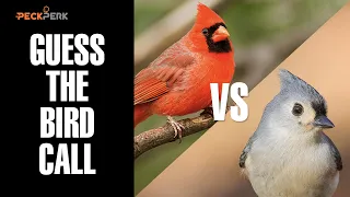 Bird Sound Quiz Ep 3