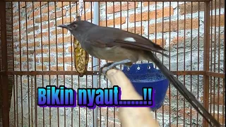 panjang gacor murai air mancur untuk masteran