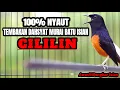 Lagu TEMBAKAN DAHSYAT MURAI BATU ISIAN CILILIN INI BIKIN EMOSI LANGSUNG NYAUT