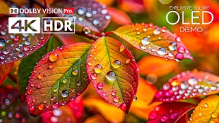 explosive colors fantastic hdr 4k 120 fps dolby vision 4k video