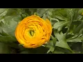 Download Lagu Timelapse bunga mekar | footage gratis | video gratis fullHD