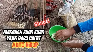 Download cara memberi makan burung ruak ruak yang baru dapat MP3