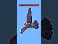 Download Lagu Peregrine Falcon Hunting😱😈 #shorts #trending #animals #falcon #speed #birds #aura