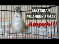 Download Lagu Masteran pelanduk semak.