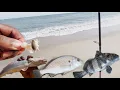 Surf Fishing Kure Beach NC Best Surf Fishing Bait Sand Fleas and Shrimp