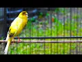 Download Lagu Masteran Burung Kenari Isian Blackthroat Cengkok Mantap! Bikin Respon Kenari Lain Jadi Gacor