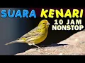 Download Lagu Suara masteran burung kenari 10 jam full album