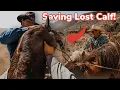 Roping Runaway Cattle GONE WRONG pt