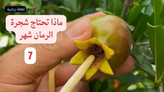 ماذا تحتاج شجرة الرمان شهر    أسرار الري والتسميد ومنع تشقق الثمار وزيادة حجم المحصول دندنها