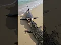 Download Lagu Giant Shark Leaps from Water to Hunt Crocodile on the Sand!