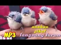 Download Lagu Rambatan Anjlok Kalo Denger Mp3 Ini
