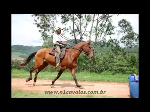 Download MP3 Alibi Interagro Lusitano a venda no N1 Cavalos