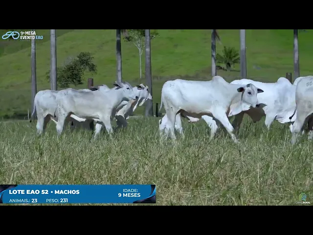 Lote 52