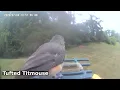 Who s that Peter-Peter Guy Birds of Asheville 07-07-2026
