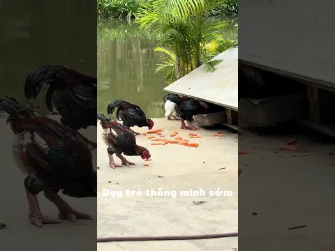 Bé nhận biết con vật/ con gà đông tảo/ dạy trẻ thông minh sớm
