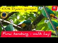 Download Lagu Suara burung punai/Suara burung walik kembang/suara punai kembang/ptilinopus melanospilus