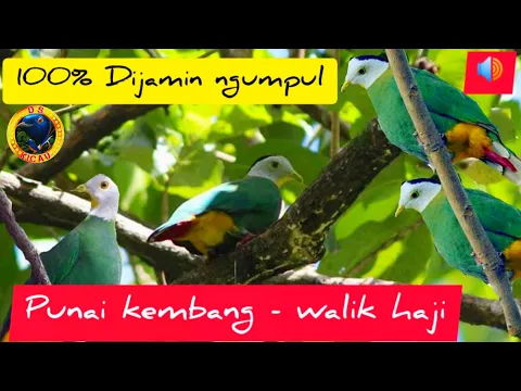 Download MP3 Suara burung punai/Suara burung walik kembang/suara punai kembang/ptilinopus melanospilus