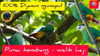 suara pikat ampuh burung punai walik kembang punai kembang ptilinopusmelanospilus