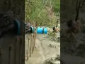 python trap using live chicken