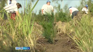 В Омске обсудят лесовосстановление Сибири