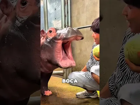 Este Hipopótamo Se Cansó De Las Bromas Del Cuidador 😱