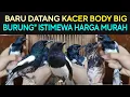 Download Lagu ✅BARU DATANG KACER BODY BIG STOK BANYAK BURUNG ISTIMEWA HARGA MURAH DI PASAR BURUNG PRANK HARI INI