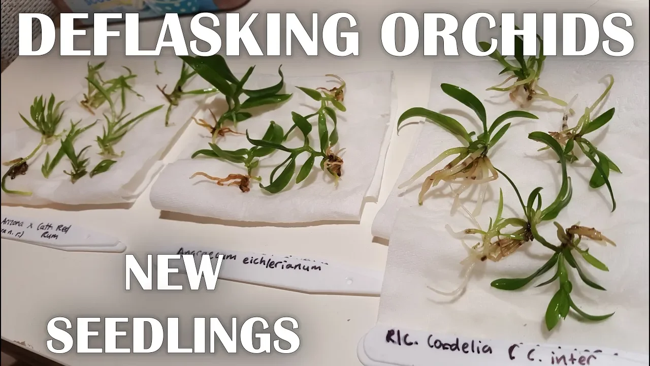 DEFLASKING ORCHID SEEDLINGS INTO FIRST POTS + BABY ORCHID CARE