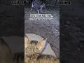 Download Lagu Introducing my cat Mau to the neighbor’s kitten… #puspin #catlover #catshorts #cat #kitten