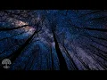 Download Lagu Stress and Anxiety Relief - Detox Negative Emotions, Sleep Healing