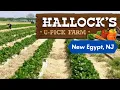 Hallock s U-Pick Farm New Egypt New Jersey USA Pick Your Own