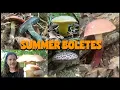 SUMMER BOLETE MUSHROOMS