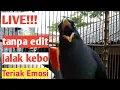 LIVE PAGI,JALAK KEBO SUARA TERIAK KERAS•Ryan01