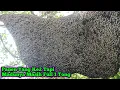 Lagu Walaupun Panen Yang Ke2 Tapi Madunya Masih Full 1 Ember #bee #honey #panenmaduhutan #lebah #hutan 