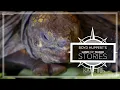 10-year-old girl keeps same pet tortoise 56 years