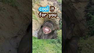 Can a Fan Really Cool Your Phone