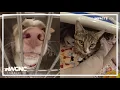 Gaston County animal shelter has many adorable options available for adoption