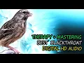 Download Lagu Blackthroat Bird Singing - Best HD Audio Blacthroat Bird For Theraphy \u0026 Mastering (Luscinia Obscura)