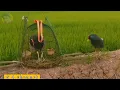 Download Lagu Pikat Ayam Ayaman Di Persawahan #kompilasi PIKAT AYAMAN TERBARU 2022