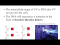 Lab 2-13 Effect of UV Light on Bacterial Growth