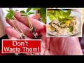 LIVE WELL FOR LESS POTTING ON ORANGE PIPS HEARTY LEFTOVER CHICKEN MEALS