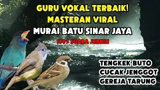 masteran viral murai batu sinar jaya guru vokal terbaik tengkek buto cucak jenggot gereja tarung 