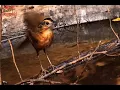 Download Lagu Burung yang dicari cari burung pelanduk topi hitam