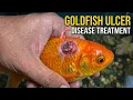Gold Fish Ulcer Disease Treatment Gold Fish Ulcer Treatment