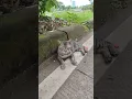 suara kucing lapar #kucinglucu  #kucingkampung #kucing #kucingimut #shortvideo #fypシ