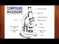 Microscope drawing Easy way to draw microscope step by step Compound Microscope