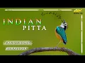 Lagu Indian Pitta,  Call \u0026 Song. Habit Habitat Food. #rahul_chakraborty  #birds #wildlife #nature